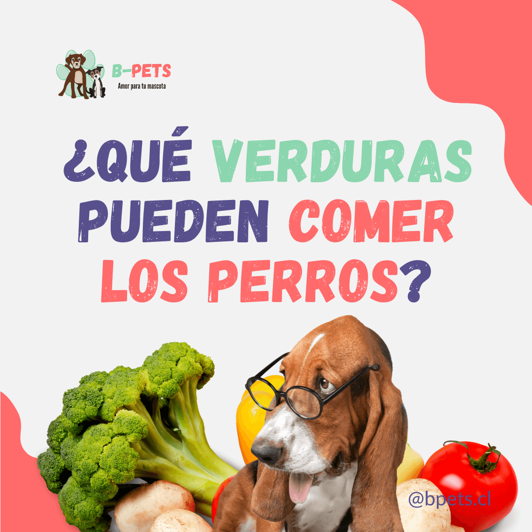 verduras seguras para perros guía veterinaria — B-Pets Providencia Chile