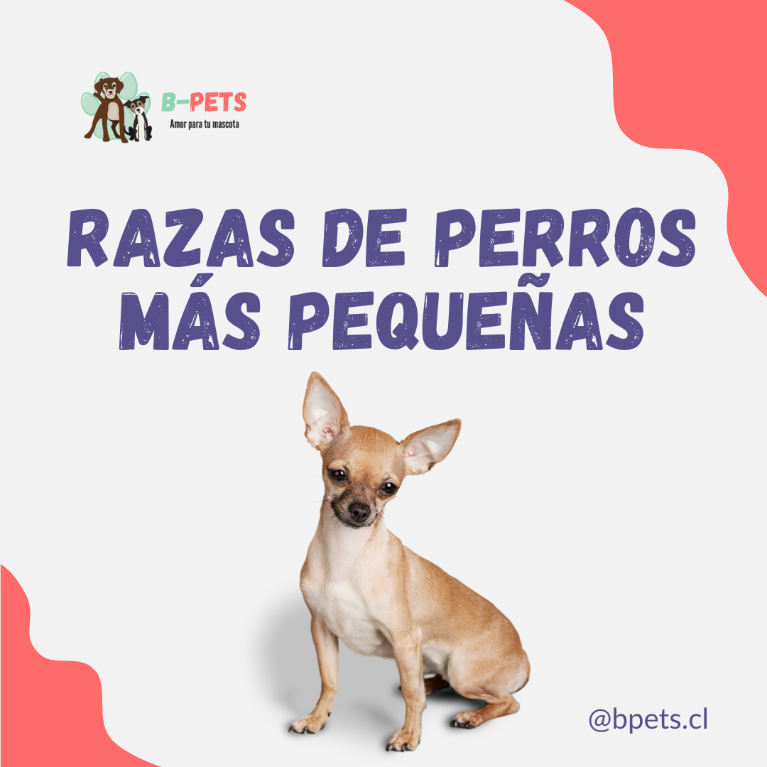 Descubre las razas de perro más pequeñas