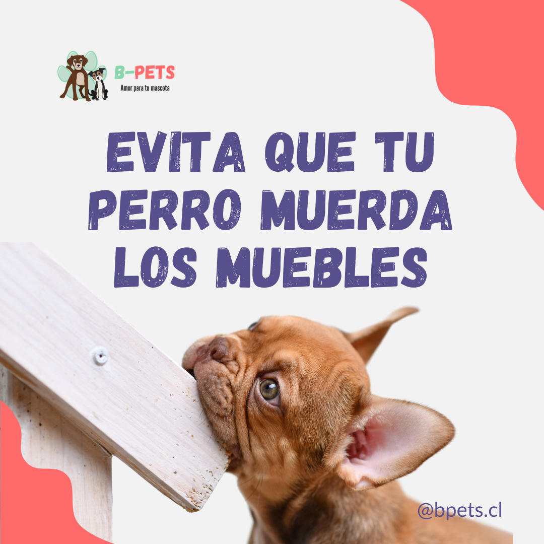 Mi perro muerde los muebles: Consejos para evitarlo