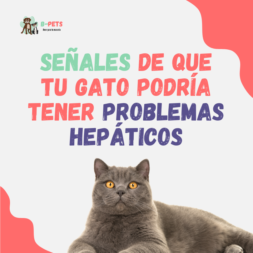 señales de que tu gato podría tener problemas hepáticos
