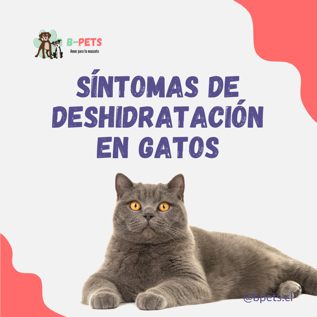 Síntomas de Deshidratación en Gatos: ¿Cómo Detectarlos y Qué Hacer?