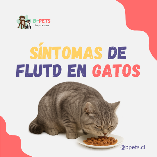 Síntomas de FLUTD en gatos: cómo detectarlos y actuar a tiempo
