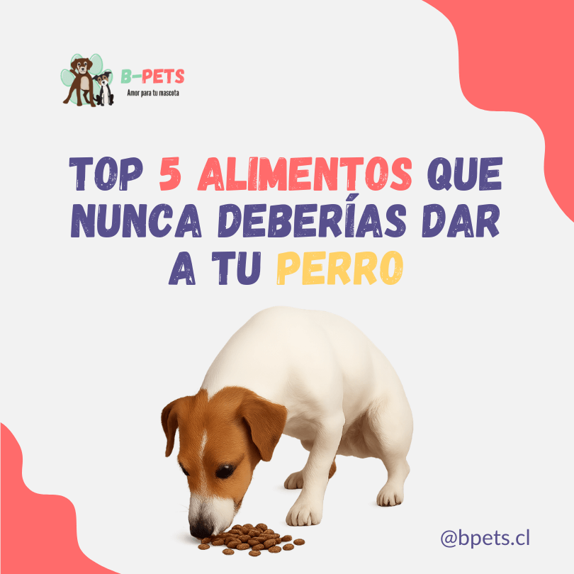 Top 5 alimentos que nunca deberías dar a tu perro