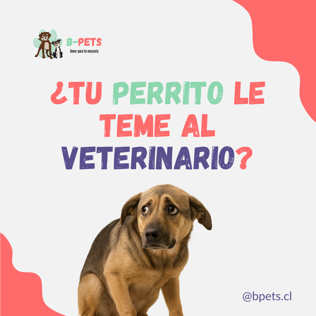¿Tu perrito le teme al veterinario?