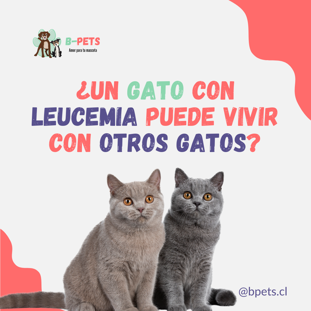¿Un gato con leucemia puede vivir con otros gatos?