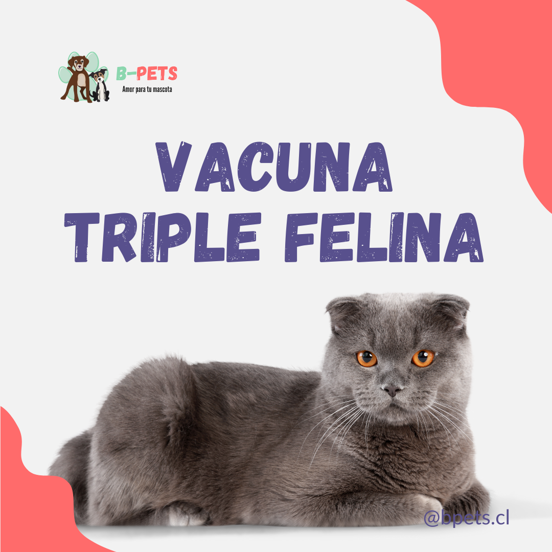 Vacuna Triple Felina: Protección esencial para tu gato