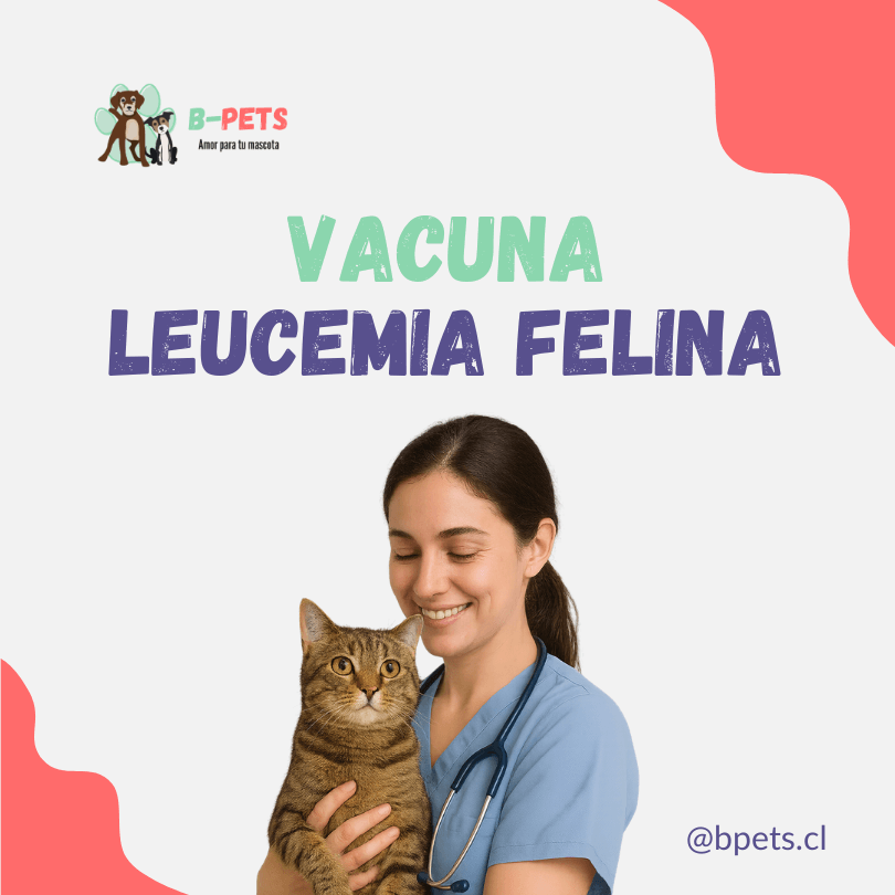 vacuna leucemia felina