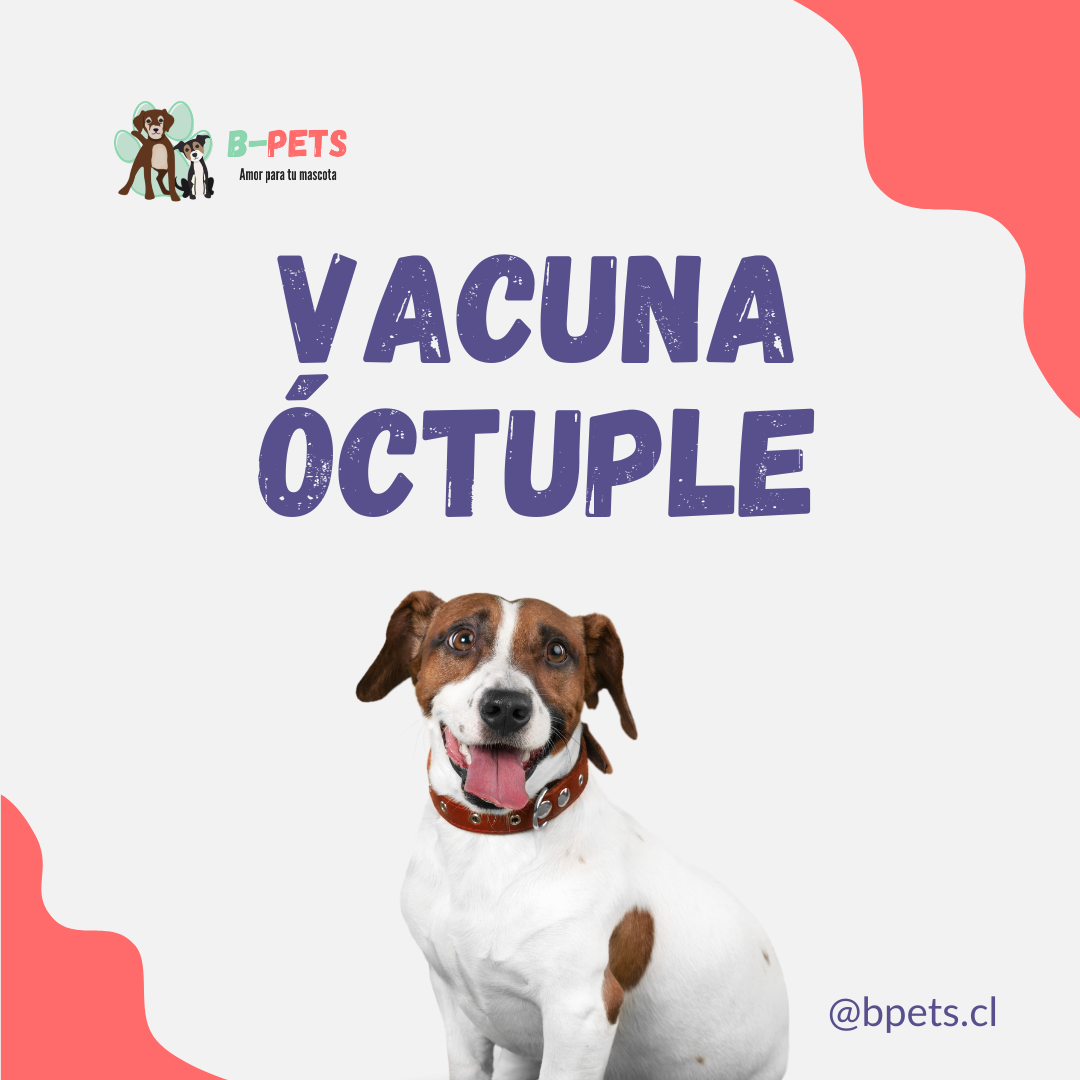 Vacuna óctuple: ¿Por qué es tan importante para tu perro? (Guía veterinaria completa)