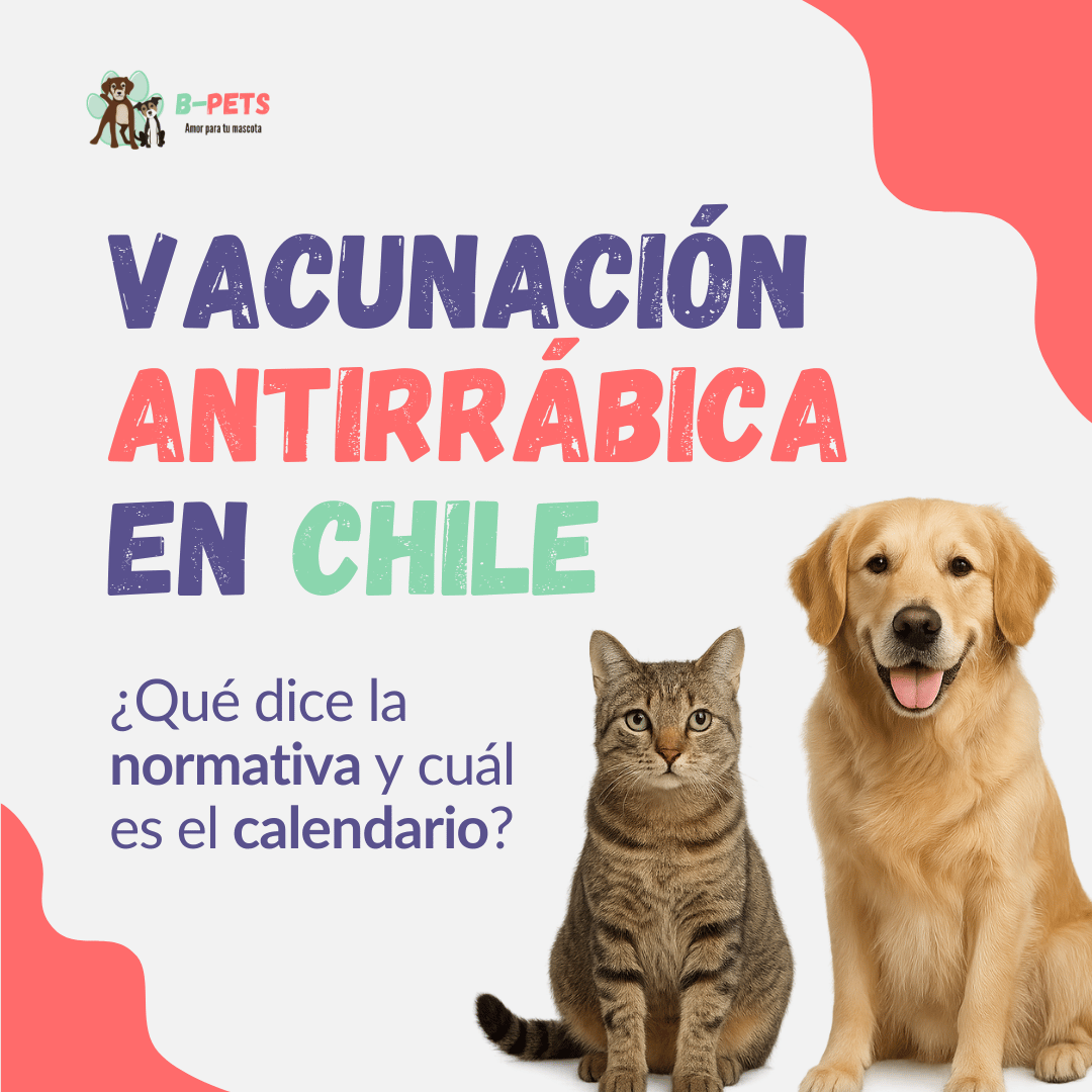 vacunación antirrábica en mascotas en chile