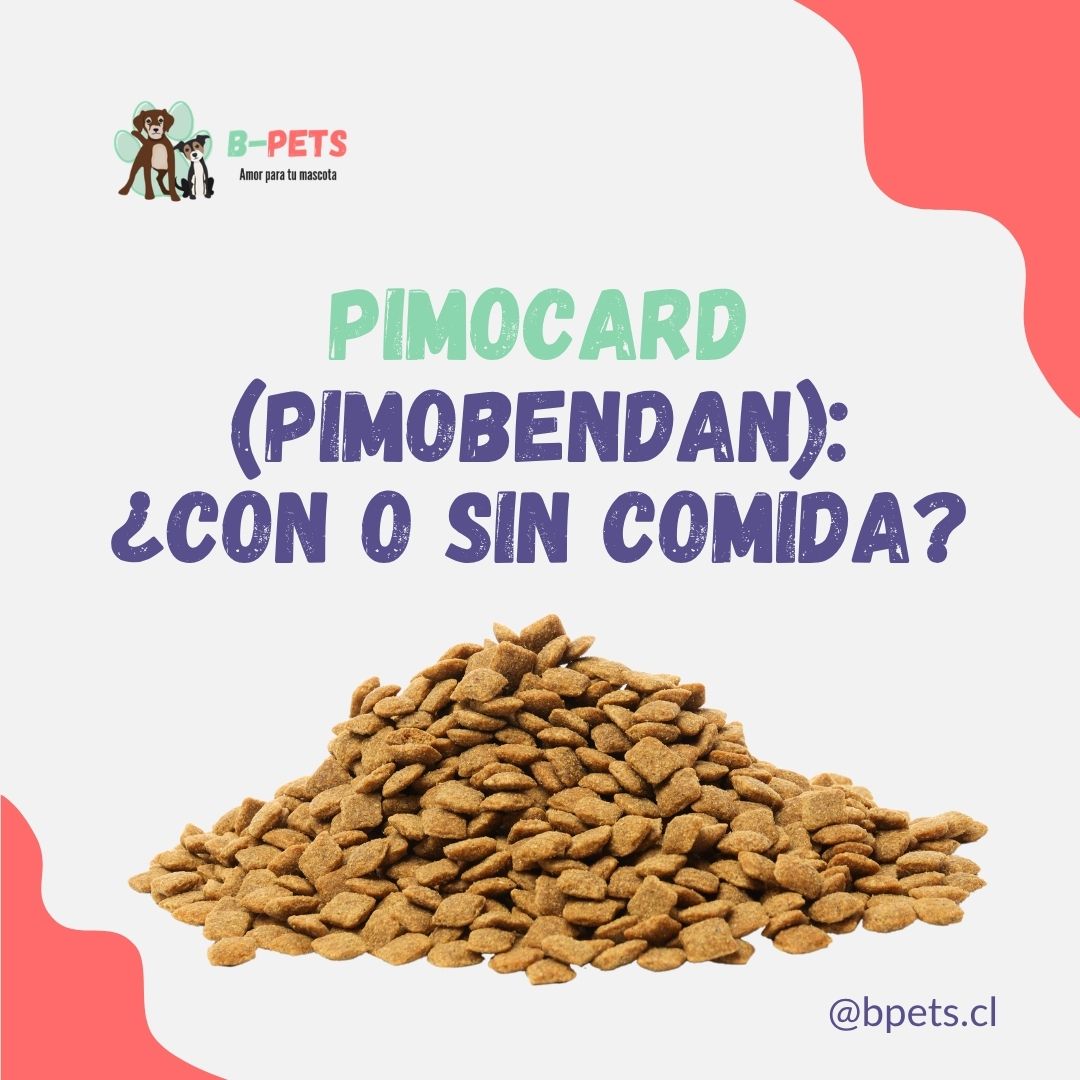 administración correcta Pimocard pimobendan perros con o sin comida — B-Pets Chile