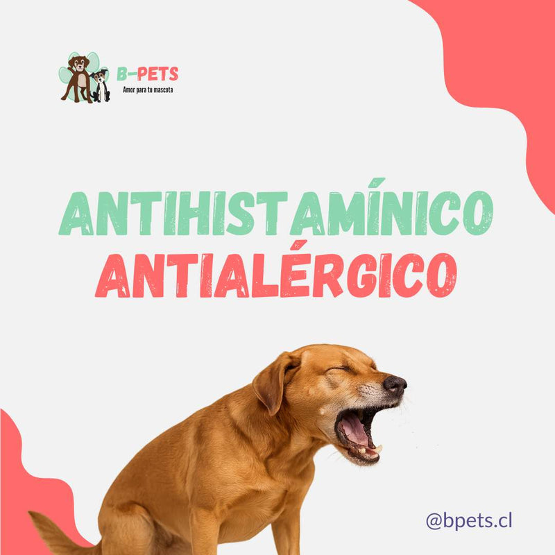 Antihistamínico para perros: cuándo usarlo, cuál recomienda el veterinario y qué opciones hay en Chile