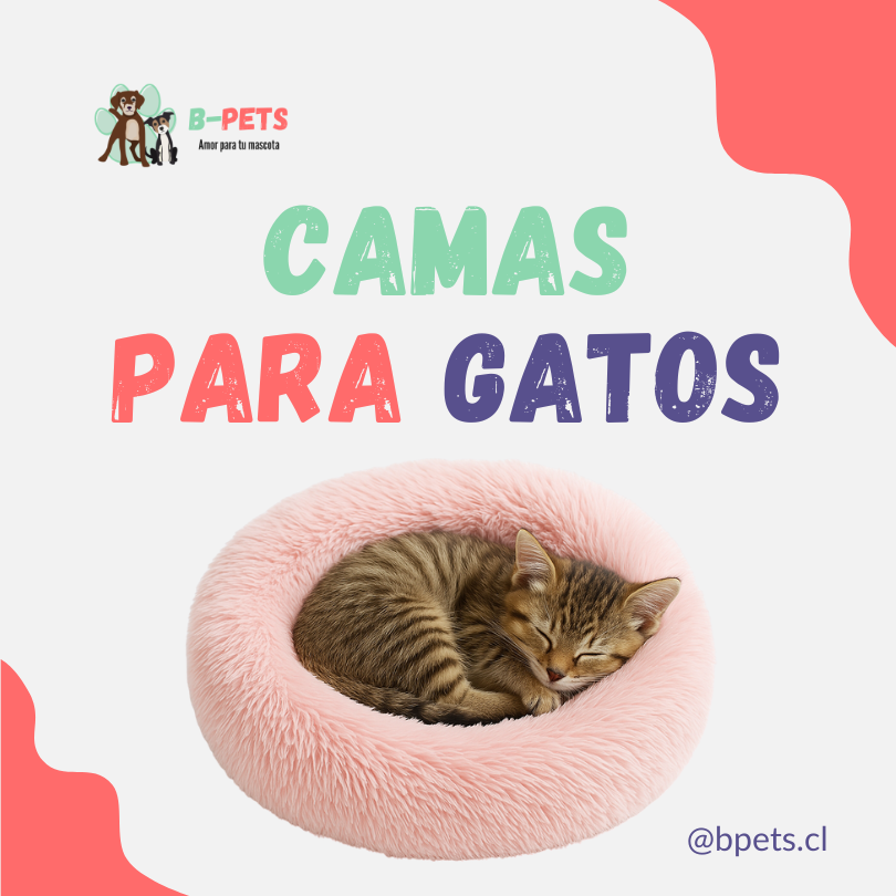 ¿Dónde comprar camas para gatos? 🐱🛏️ Guía + mejores opciones