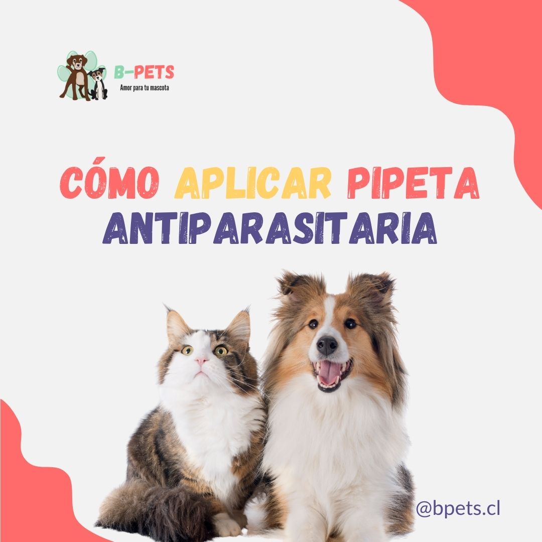 cómo aplicar pipeta antiparasitaria perro gato paso a paso — B-Pets veterinaria Providencia Chile