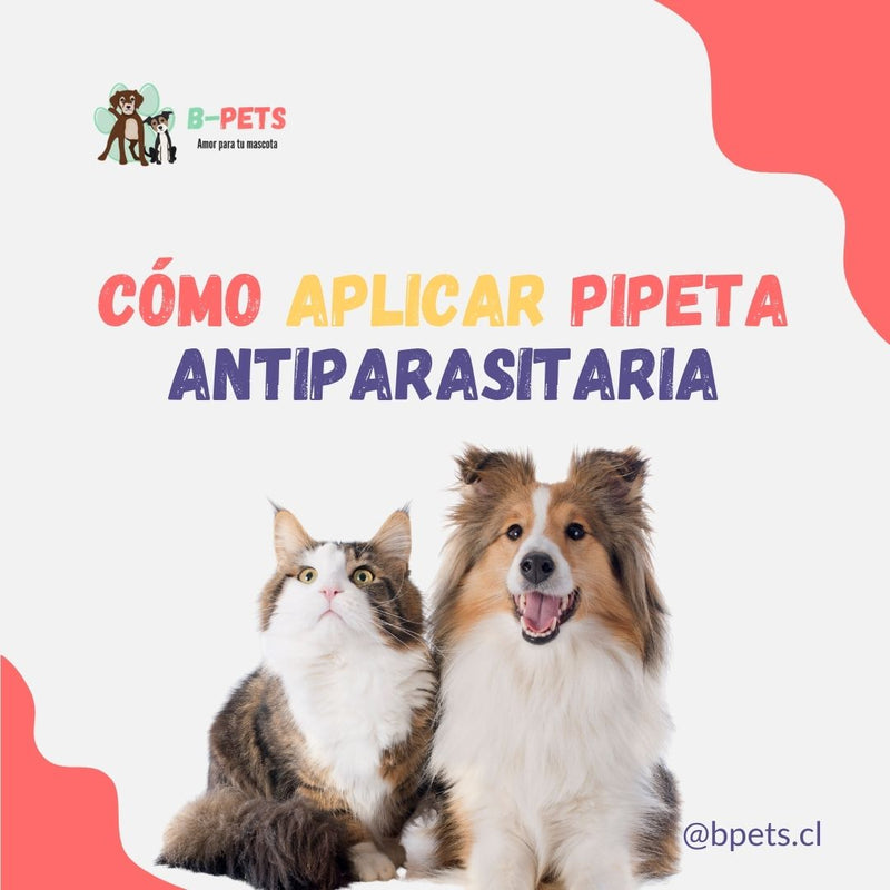 Cómo poner una pipeta a tu perro o gato: paso a paso y sin errores