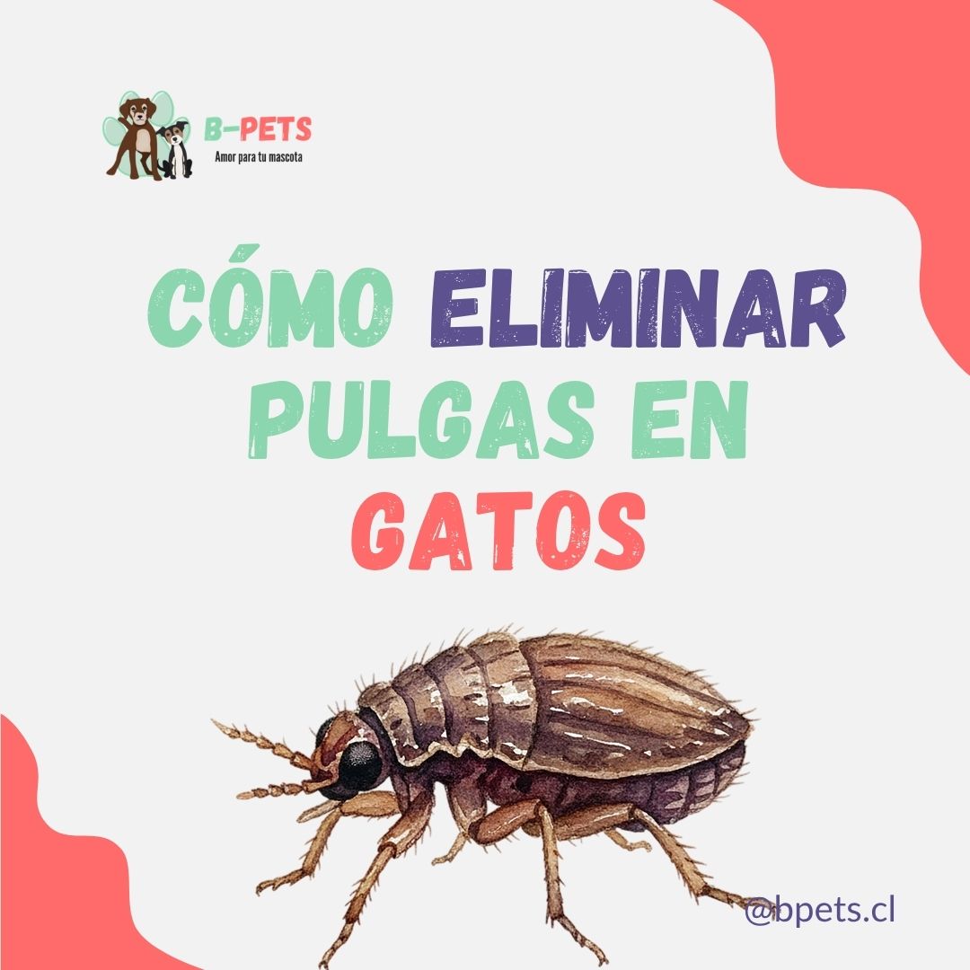 cómo eliminar pulgas en gatos de forma segura — B-Pets veterinaria Providencia Chile
