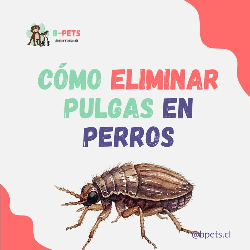 Cómo eliminar pulgas en perros: guía completa paso a paso