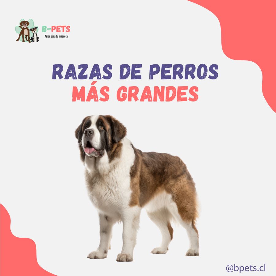 Cuáles son las razas de perros más grandes del mundo