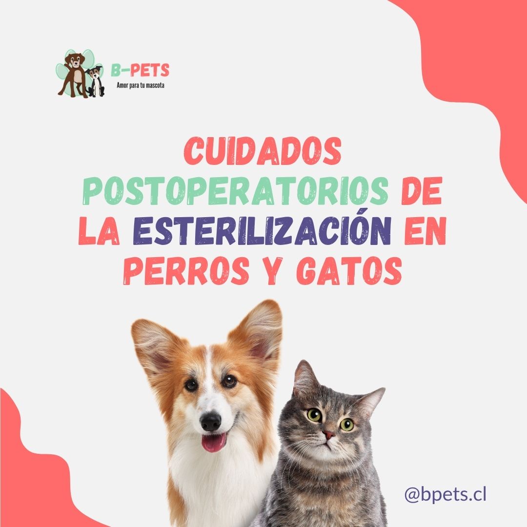 cuidados postoperatorios esterilización perros gatos recuperación — B-Pets Chile