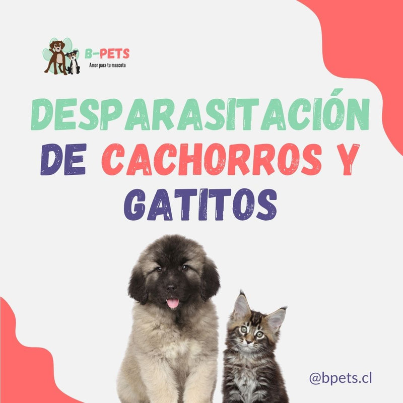 Desparasitación de cachorros y gatitos: primera vez y calendario completo