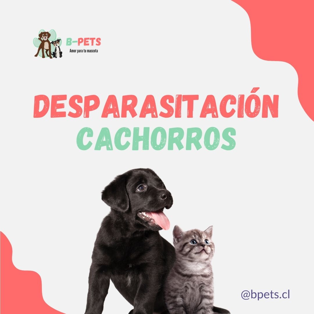 desparasitación cachorros gatitos primera vez calendario — B-Pets veterinaria Providencia Chile
