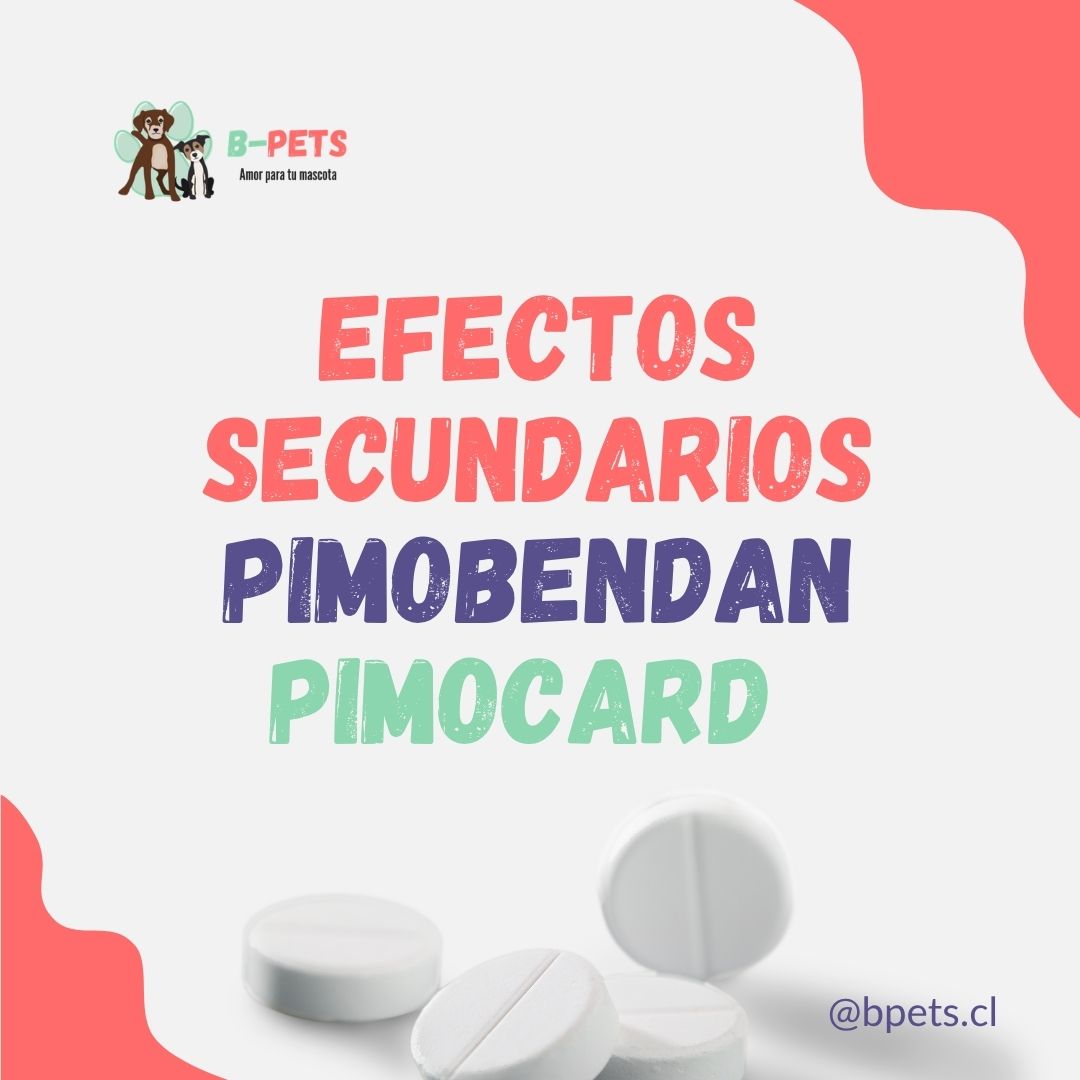 efectos secundarios pimobendan Pimocard perros insuficiencia cardíaca — B-Pets Chile