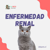 Enfermedad renal crónica en gatos: síntomas, diagnóstico y cómo cuidar a tu gato