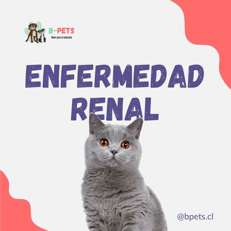 Enfermedad renal crónica en gatos: síntomas, diagnóstico y cómo cuidar a tu gato