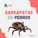 Garrapatas en perros: cómo eliminarlas y qué enfermedades transmiten