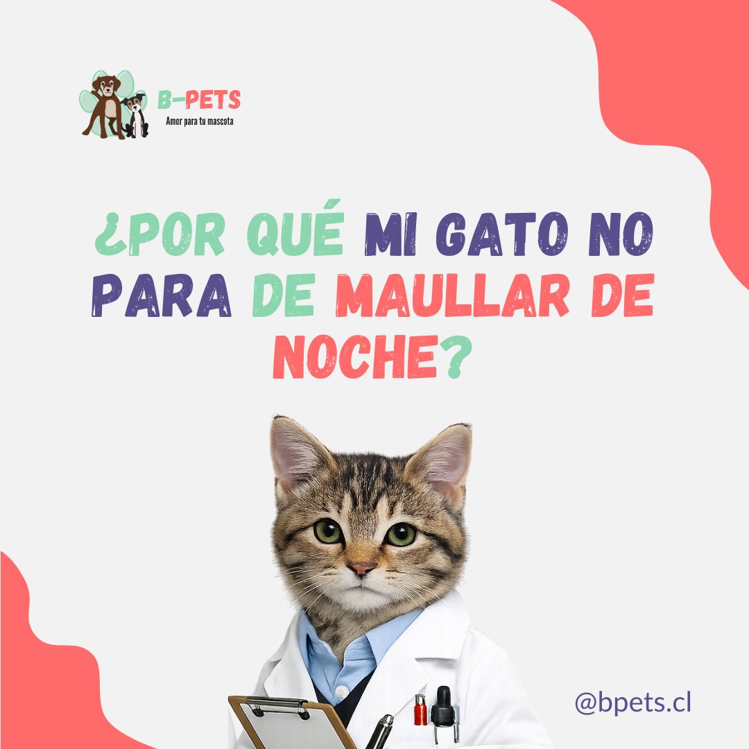 gato maullando de noche — B-Pets veterinaria Providencia Chile