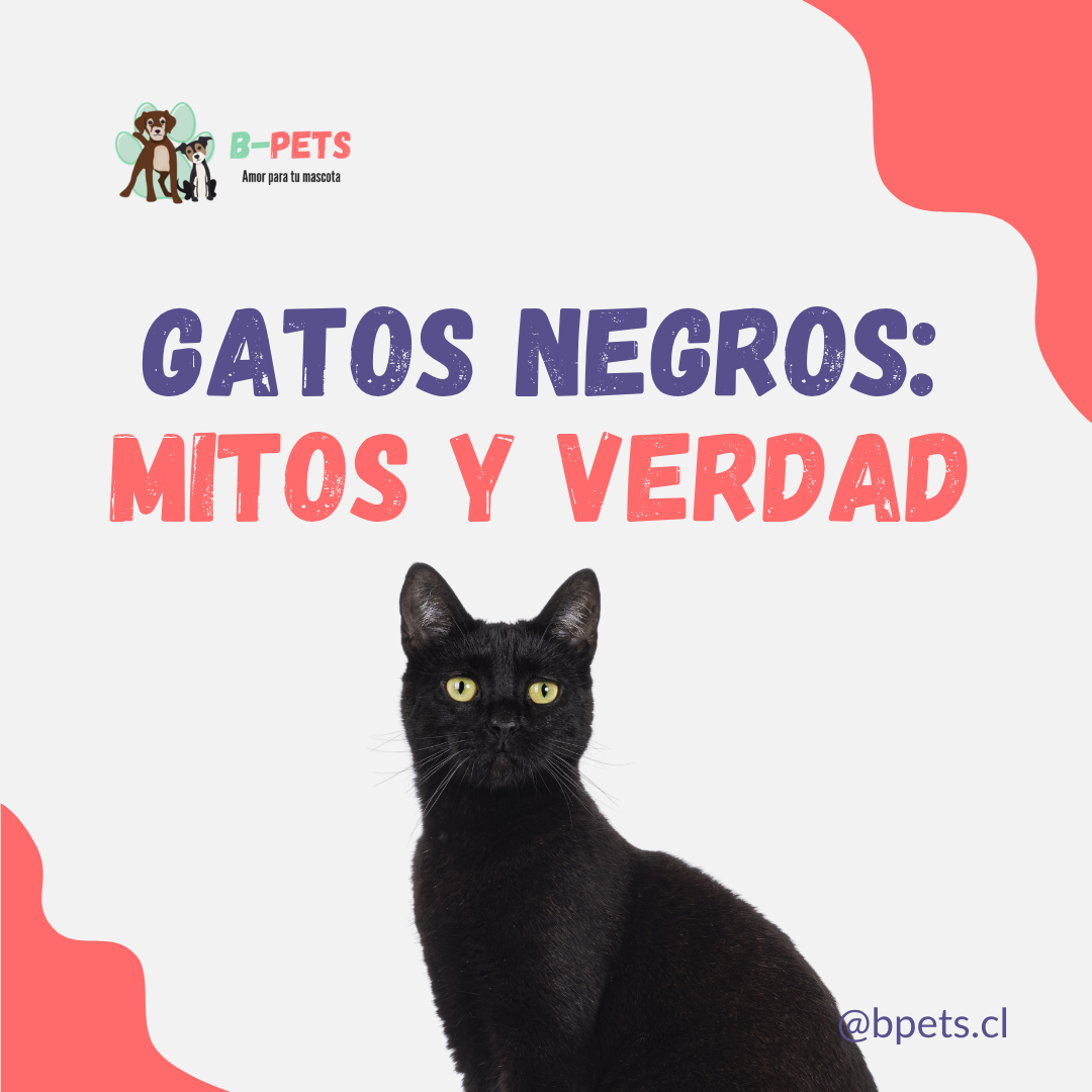 Por qué los gatos negros tienen mitos y cuál es la verdad 🐈‍⬛