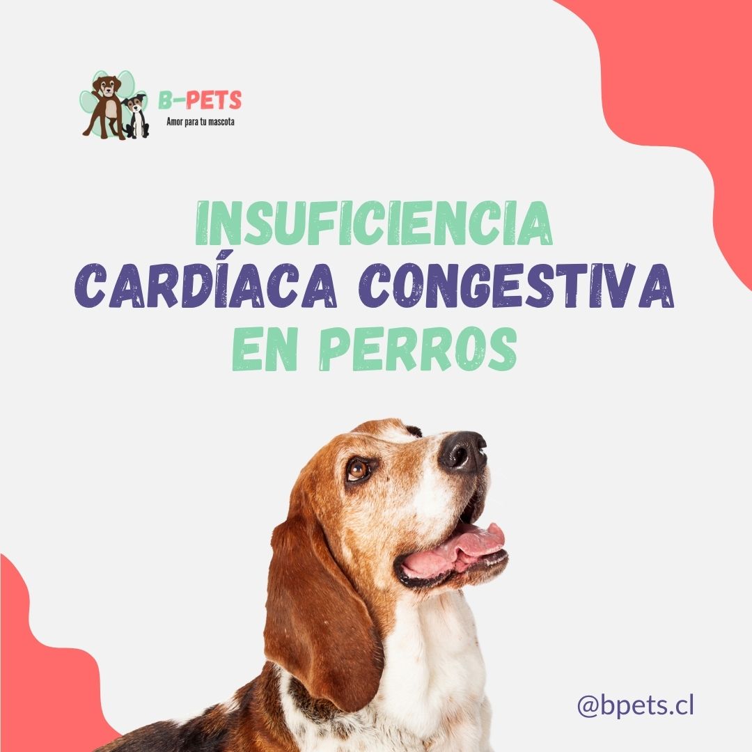 Insuficiencia cardíaca congestiva en perros: síntomas, causas y tratamiento