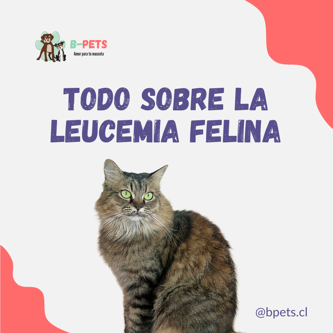 Leucemia Felina: Qué es, síntomas y cómo proteger a tu gato