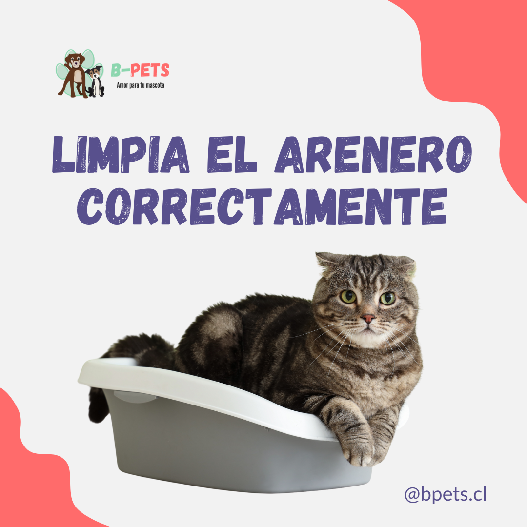 Guía Definitiva para Limpiar el Arenero de tu Gato Correctamente 🐾