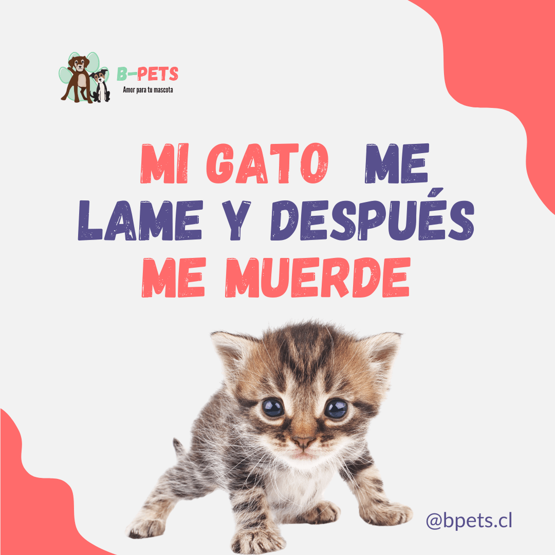 ¿Por qué mi gato  me lame y después me muerde? Explicación de este comportamiento felino