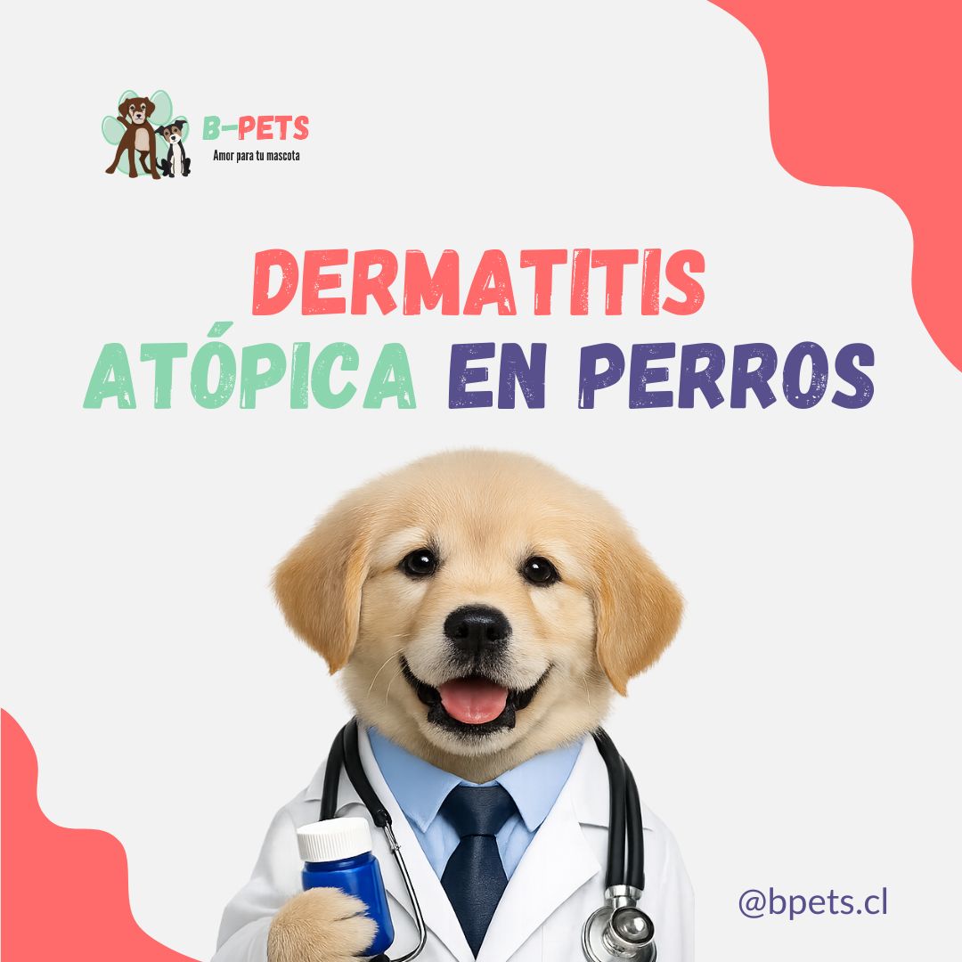 perro con dermatitis atópica rascándose — B-Pets veterinaria Providencia Chile