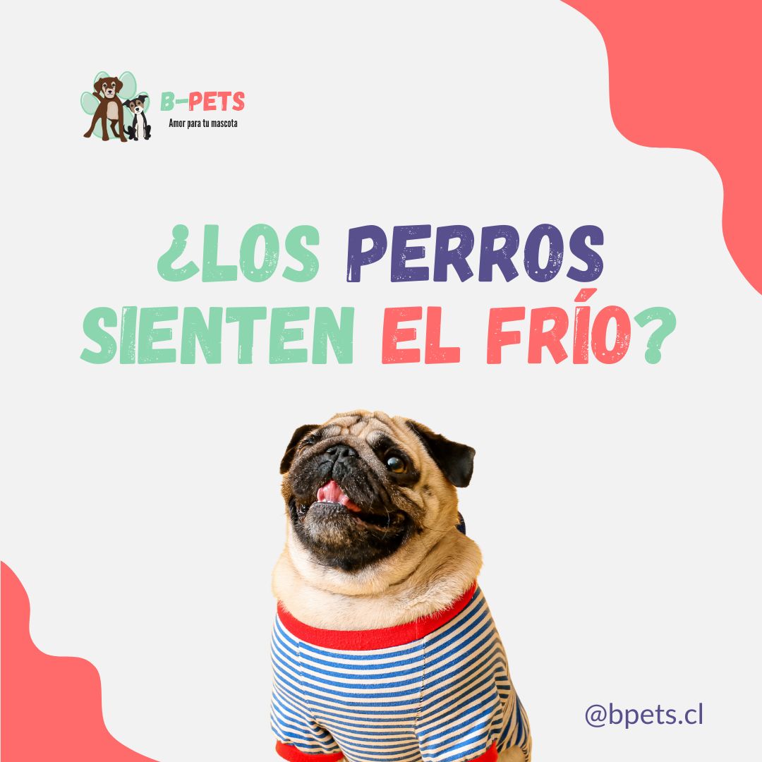 ¿Los perros sienten el frío? Señales de que tu perro tiene frío y cómo protegerlo