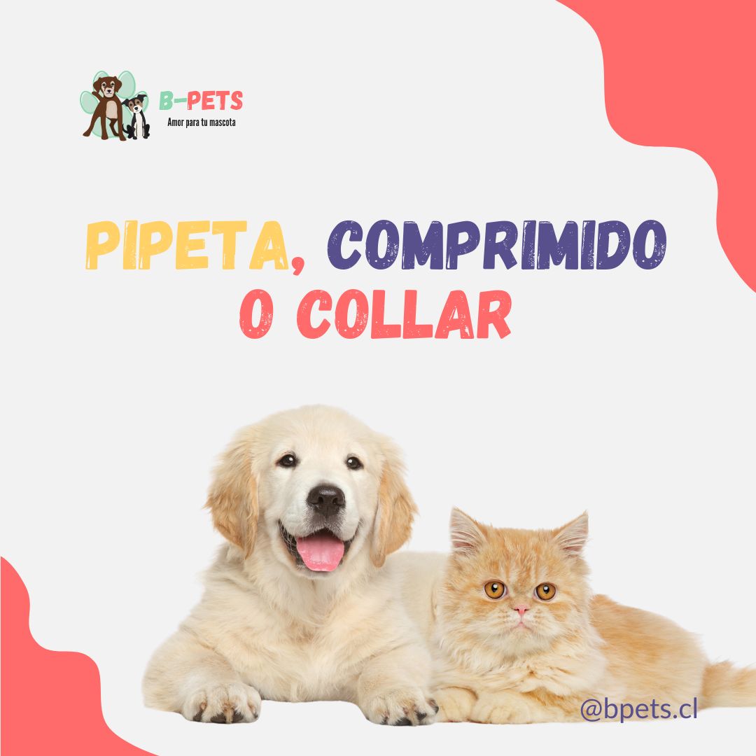 pipeta comprimido o collar antiparasitario cuál elegir perro gato — B-Pets Chile