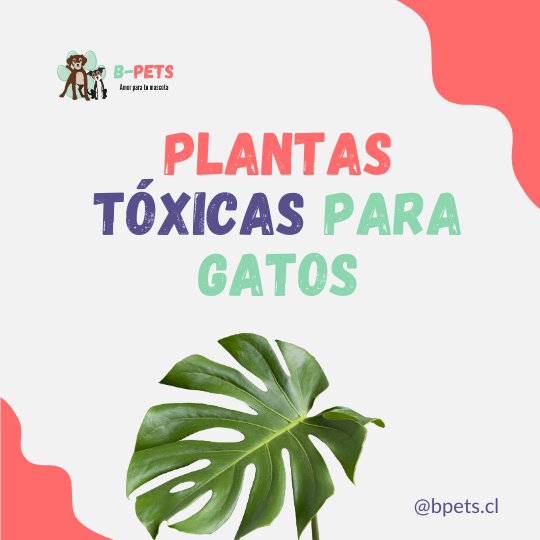 plantas tóxicas para gatos