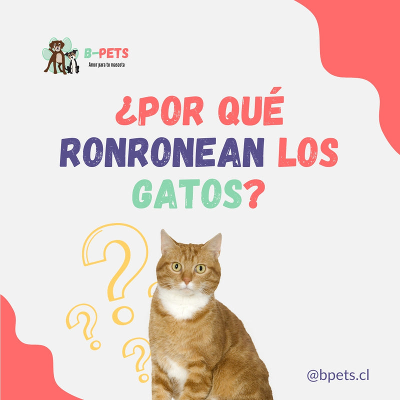 ¿Por qué ronronean los gatos? La explicación científica completa