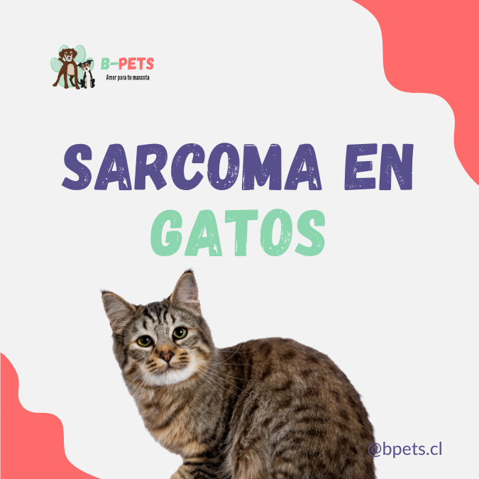 Sarcoma en gatos: tipos, síntomas y tratamiento veterinario