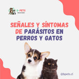 Cómo saber si mi perro o gato tiene parásitos: señales y síntomas