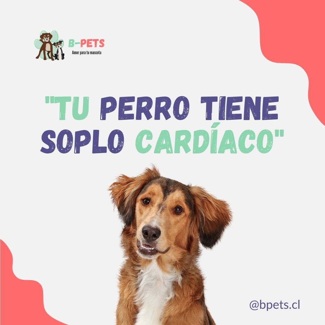 soplo cardíaco en perros clasificación grados y tratamiento — B-Pets veterinaria Providencia Chile