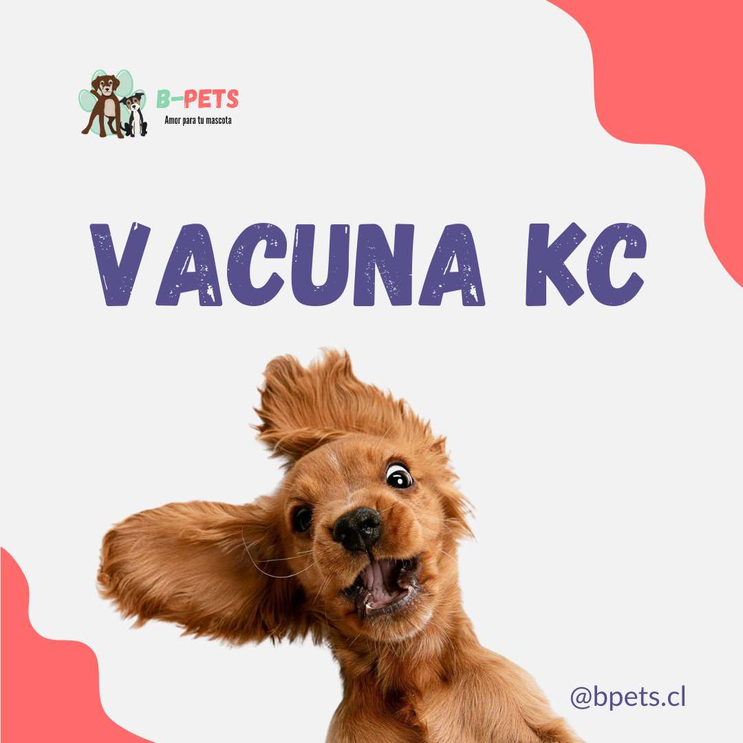 Vacuna KC para perros: qué es, cuándo aplicarla y por qué la piden en guarderías