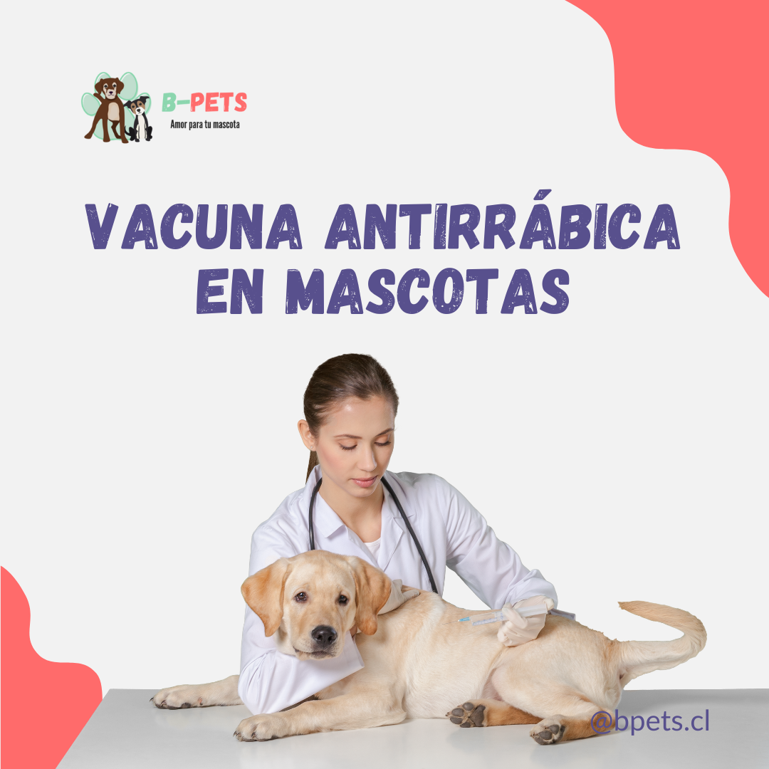 ¿Por qué es importante la vacuna antirrábica en mascotas? 💉🐶🐱