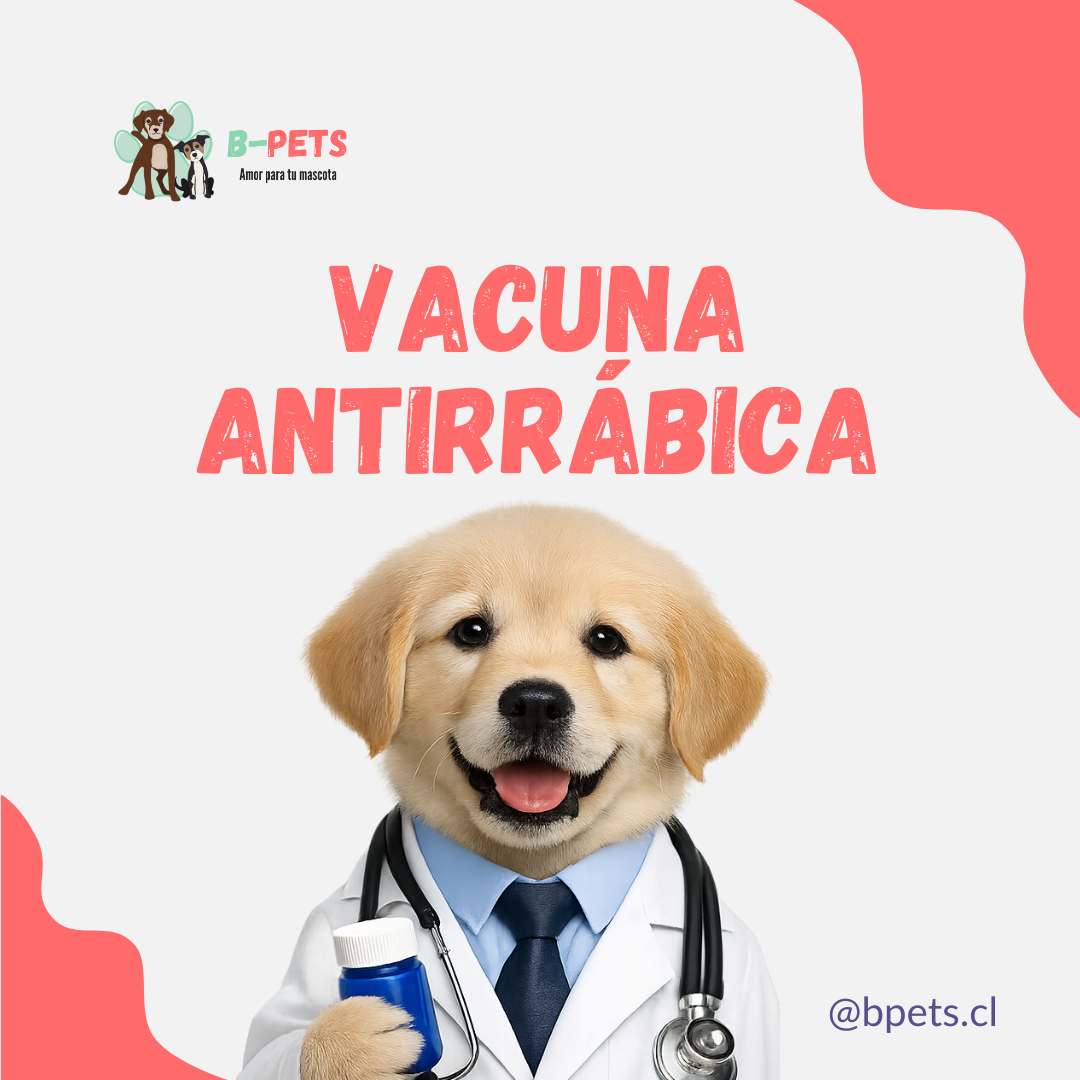 vacuna antirrábica para perros en Chile — B-Pets veterinaria Providencia Santiago