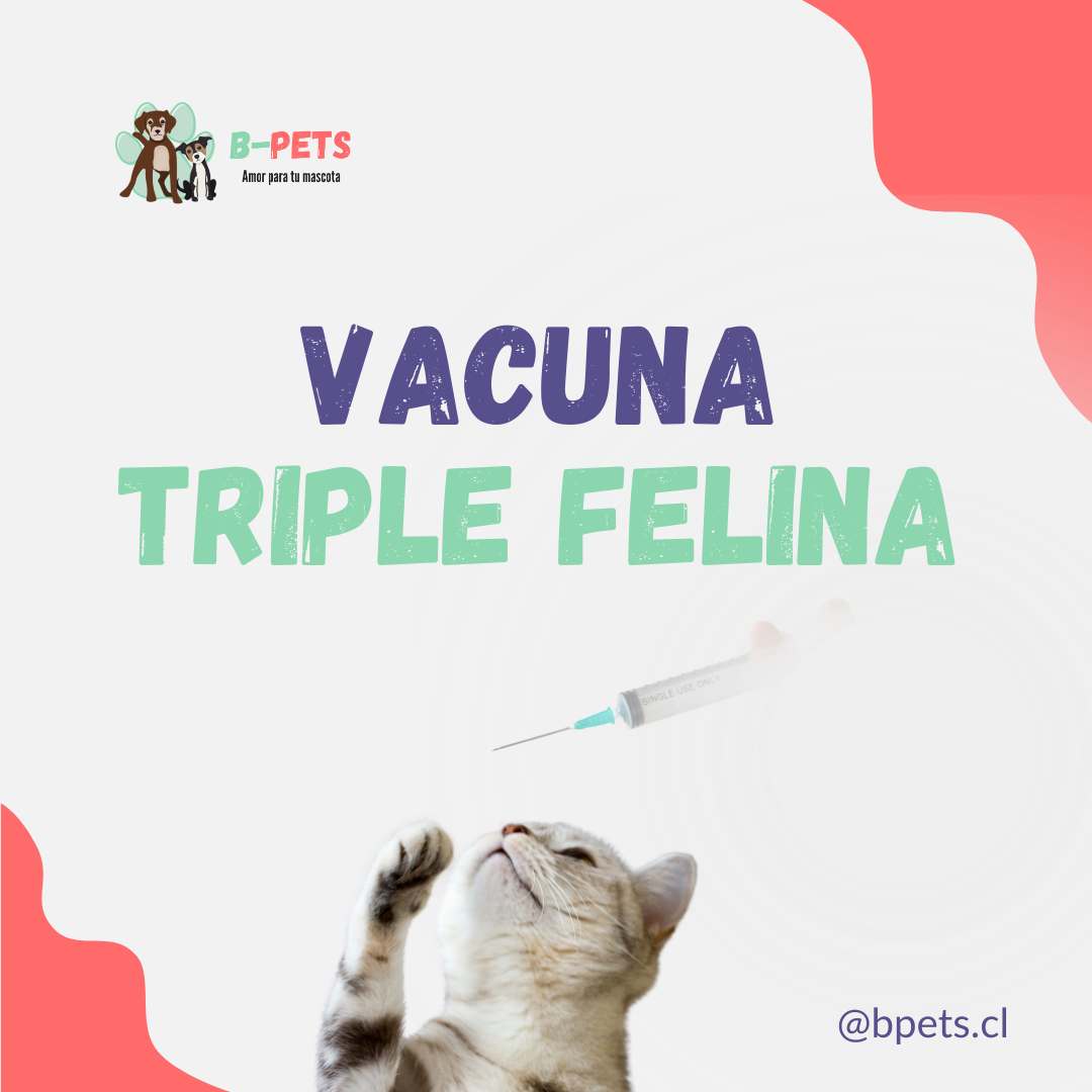 vacuna triple felina para gatos en veterinaria — B-Pets Providencia Santiago Chile