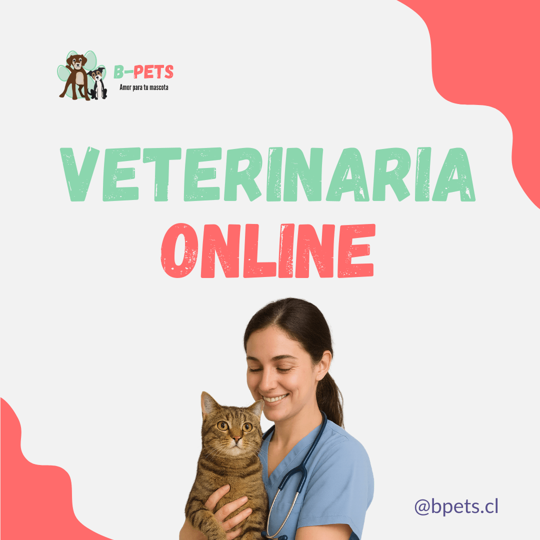 veterinaria online para gatos en chile