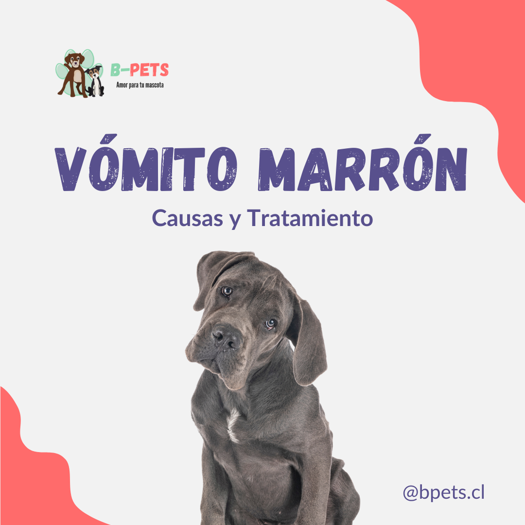 Vómito Marrón en Perros: Causas y Tratamiento