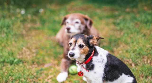 Todo para perritos