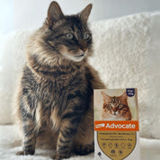Advocate Pipeta Gatos 4–8 kg antiparasitario de amplio espectro que protege contra pulgas, ácaros, gusanos intestinales y previene el gusano del corazón.